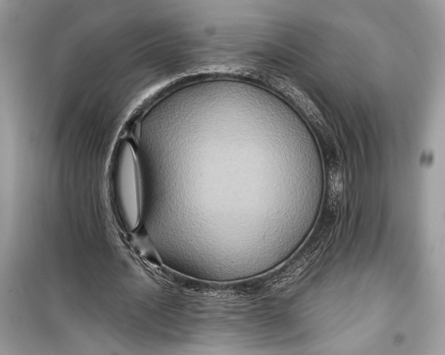 X0000099290628200805231321