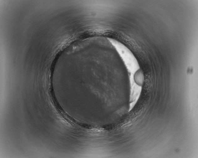 X0000099290642200805231322