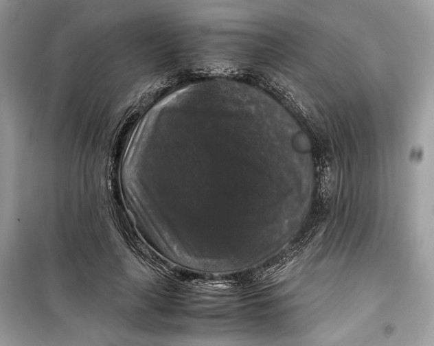 X0000099290643200805231322