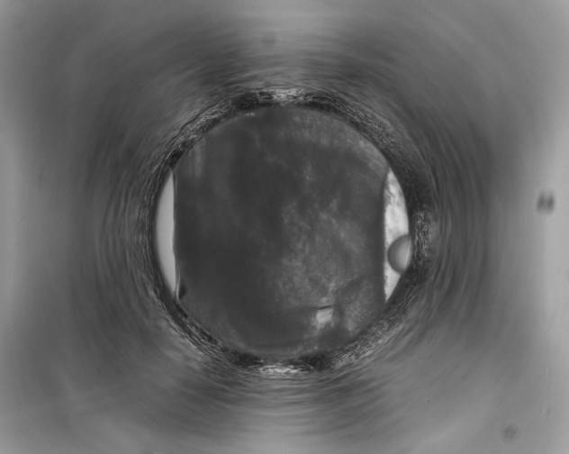 X0000099290650200805231322