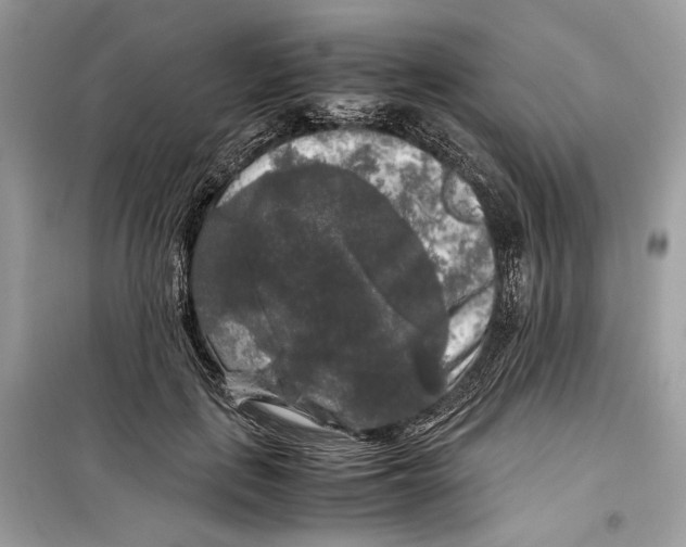 X0000099290651200805231322