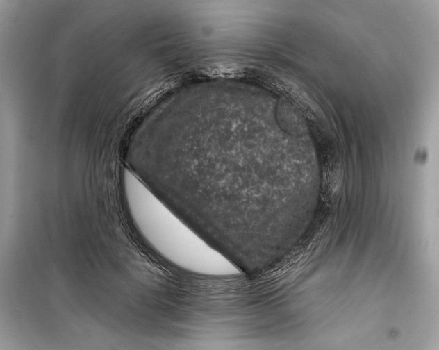 X0000099290652200805231322