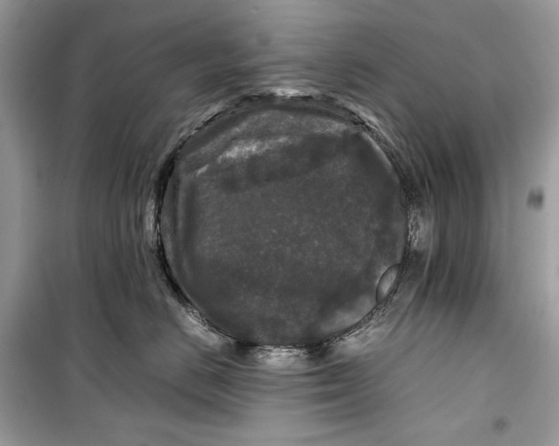 X0000099290670200805231322