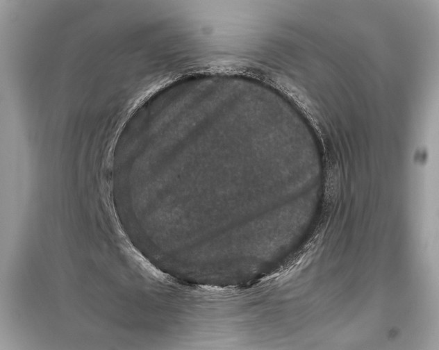 X0000099290673200805231321