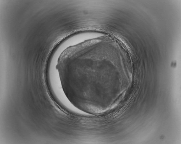 X0000099290677200805231321