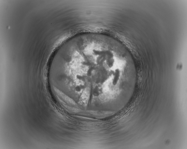 X0000099290679200805231321