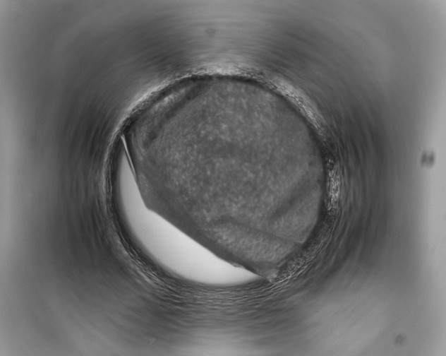 X0000099290680200805231321