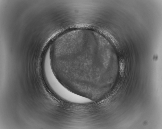 X0000099290684200805231321