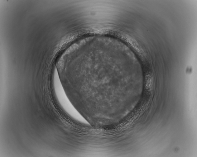 X0000099290685200805231321