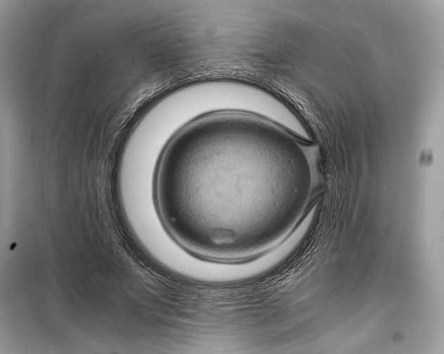 X0000099290687200805231321