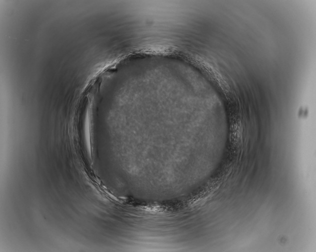 X0000099290688200805231321