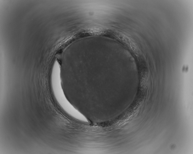 X0000099290689200805231321