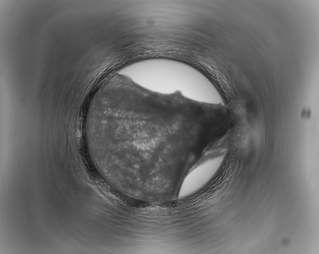 X0000099290691200805231321