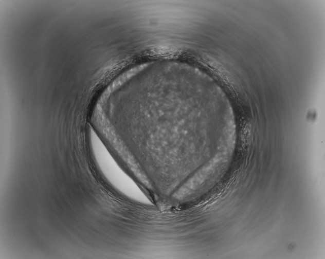 X0000099290693200805231321