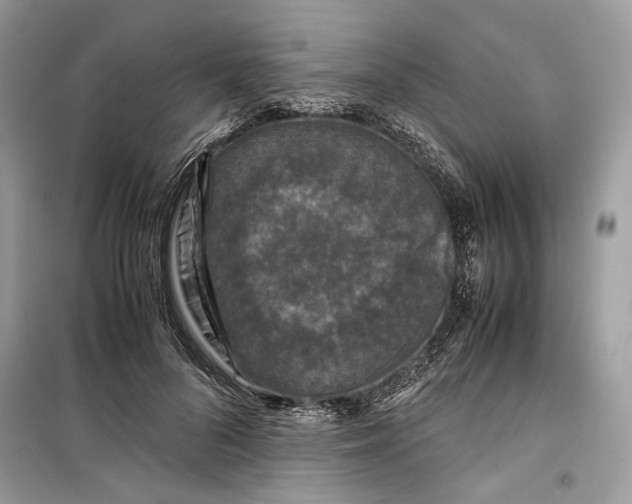 X0000099290696200805231321