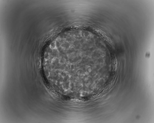 X0000099290703200805231321