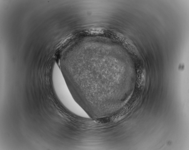 X0000099290704200805231321