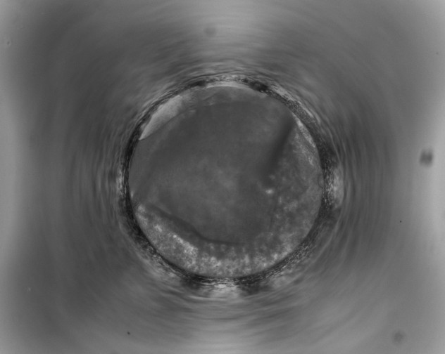 X0000099290715200805231321