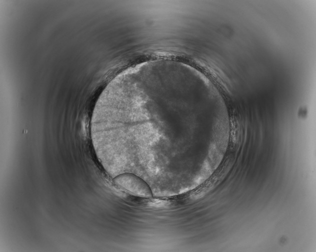 X0000099290718200805231321