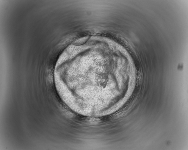 X0000099290719200805231321