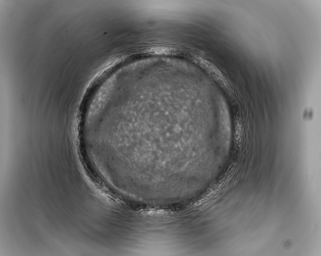 X0000099290730200805231320