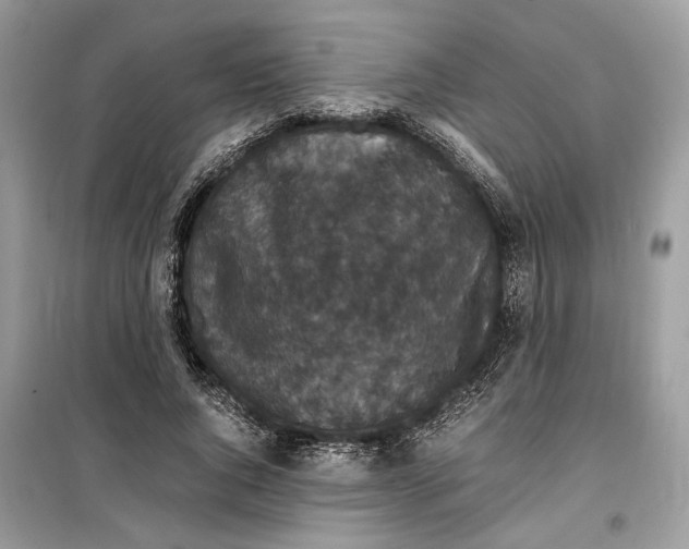 X0000099290736200805231320