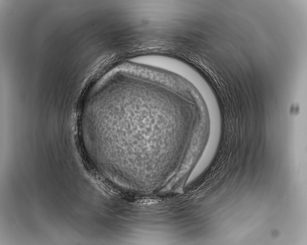 X0000099290738200805231320