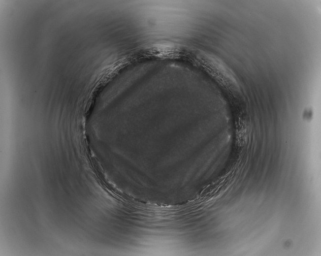 X0000099290748200805231320