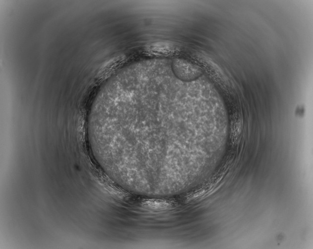 X0000099290749200805231320