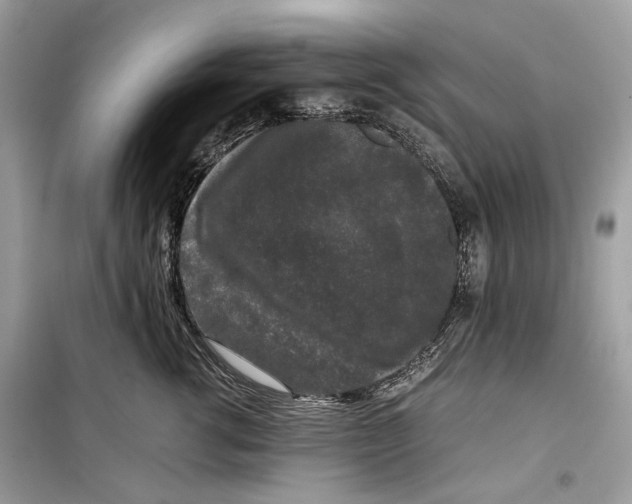 X0000099290762200805231321