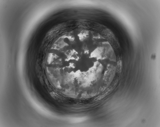 X0000099290765200805231321