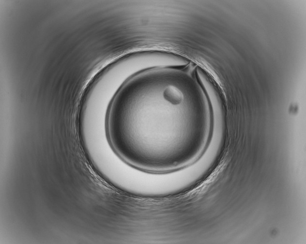 X0000099290781200805231320