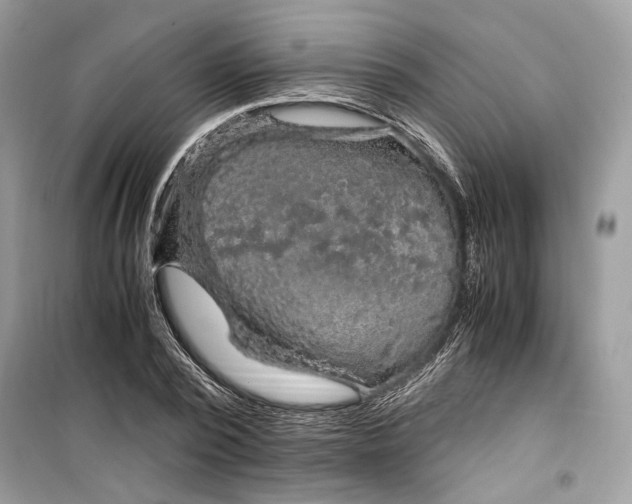 X0000099290784200805231320