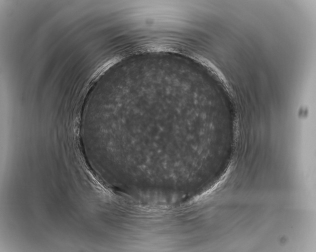 X0000099290785200805231320