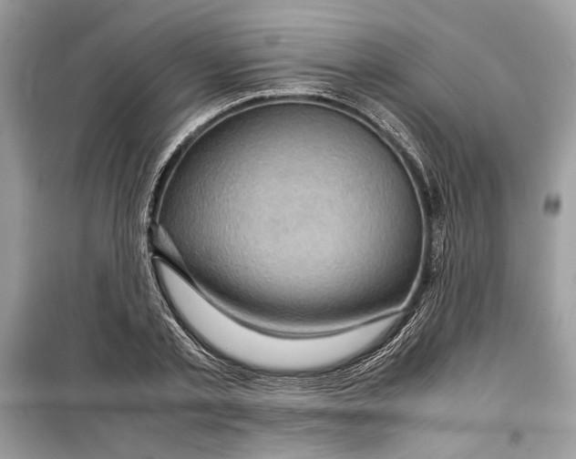 X0000099290789200805231320