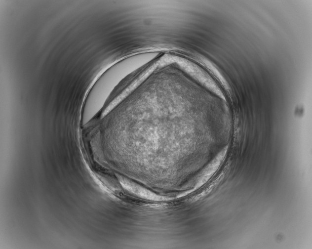 X0000099290810200805231319