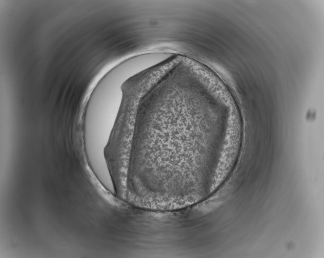 X0000099290816200805231319