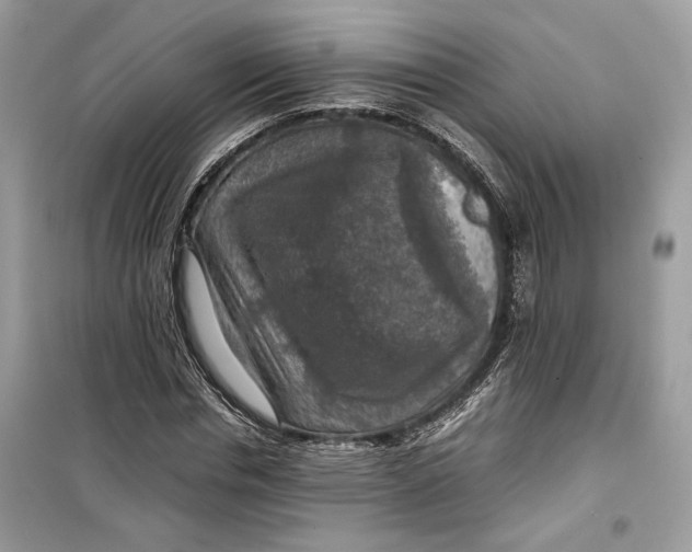 X0000099290826200805231319