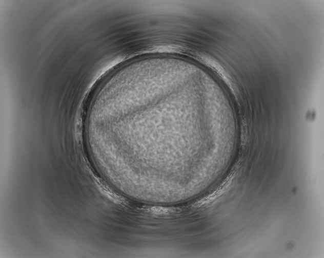 X0000099290827200805231319