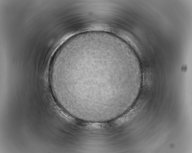 X0000099290828200805231319