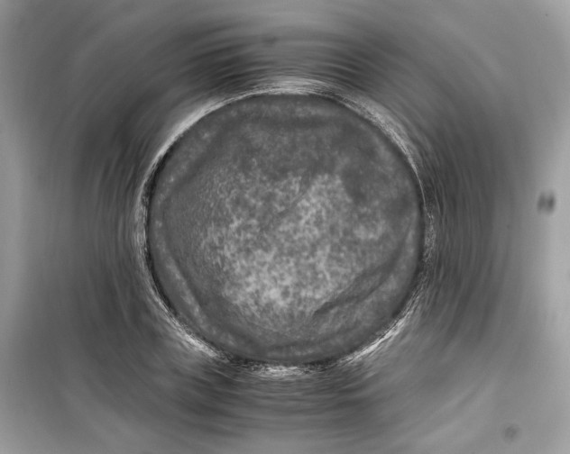 X0000099290835200805231319