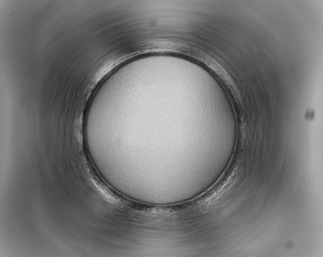 X0000099290842200805231319