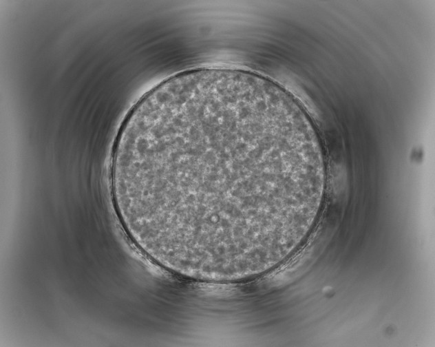 X0000099290856200805231319