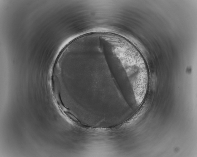 X0000099290862200805231319