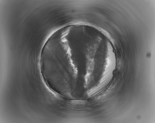 X0000099290863200805231319