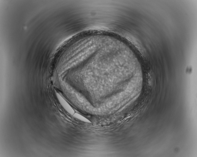 X0000099290872200805231318