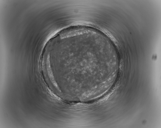 X0000099290877200805231318