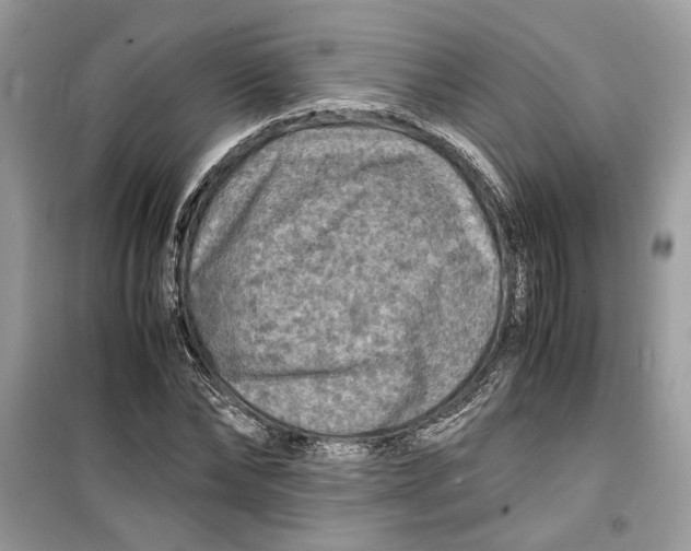 X0000099290878200805231318