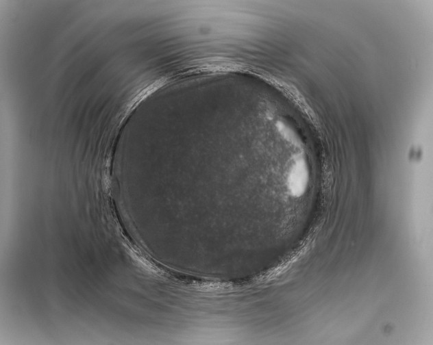 X0000099290889200805231318