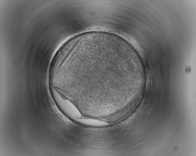 X0000099290896200805231318